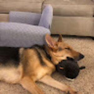 Meet your Posher, Ellen